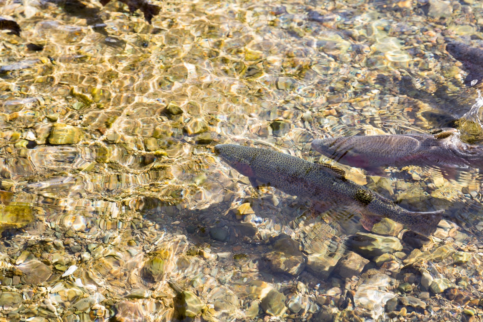 Salmon Swimming In A River