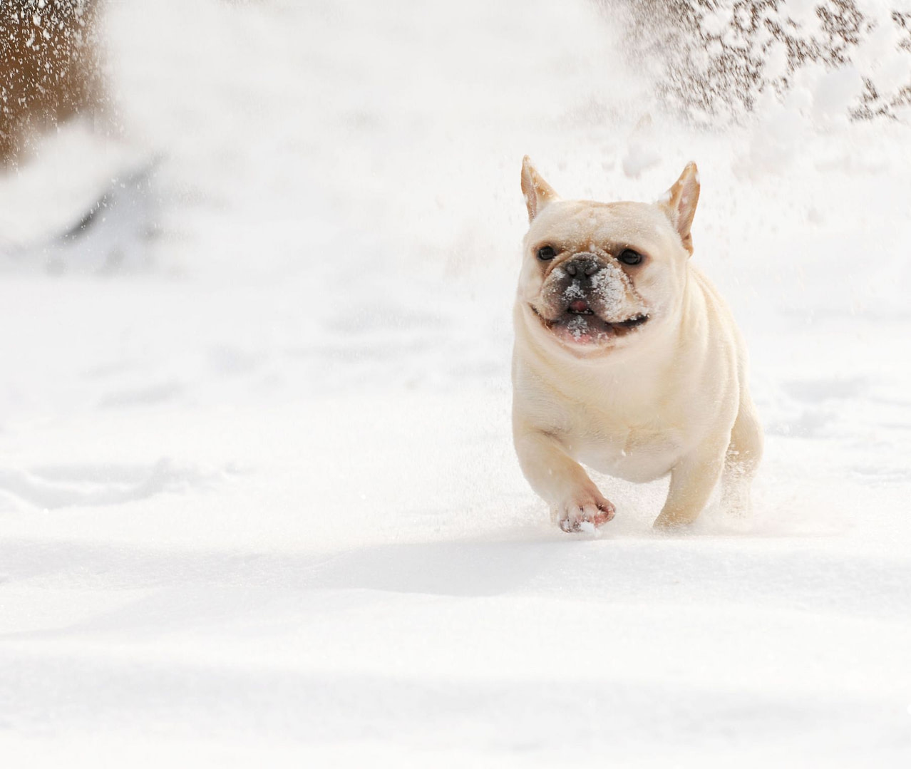 Dog Running in Snow