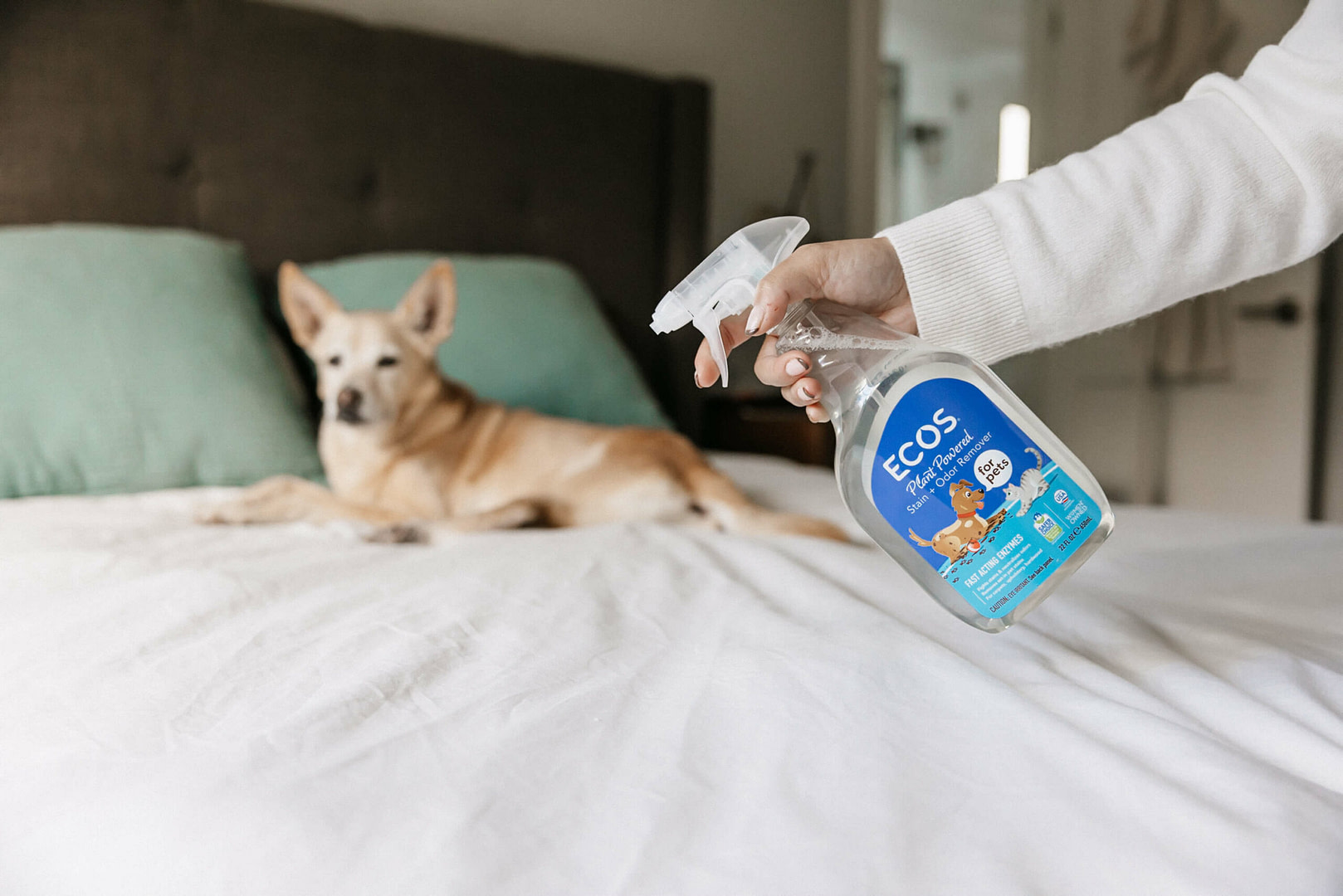 Dog on a beg with ECOS pet refresher