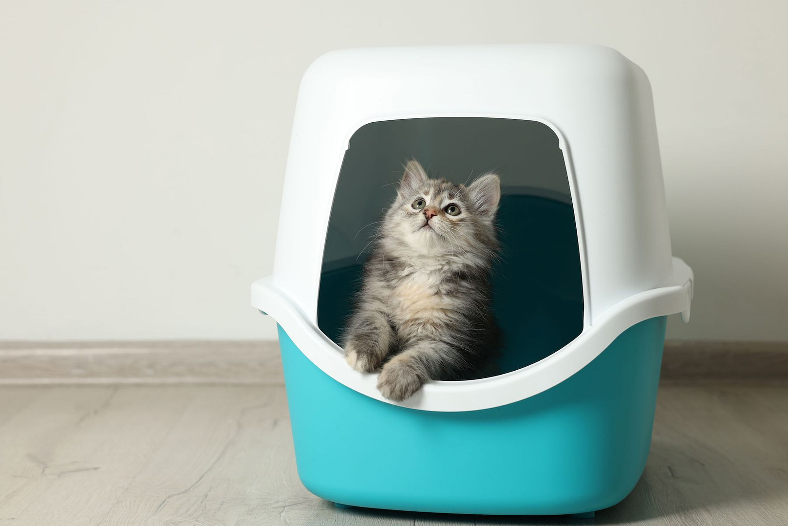 Kitty in Litter Box